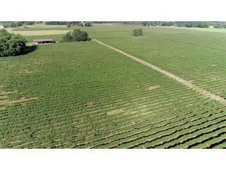 Van Buren County, Michigan Farmland - LAND AUCTION - 300+/- ACRES SPECIALTY CROP - GRAPES AND HOPS - OFFERED IN 8 TRACTS IN VAN BUREN COUNTY, MICHIGAN